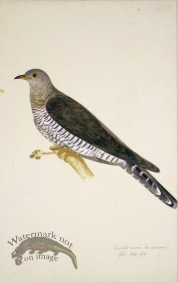 159 Swedish Birds . Cuculus Canorus.Common Cuckoo